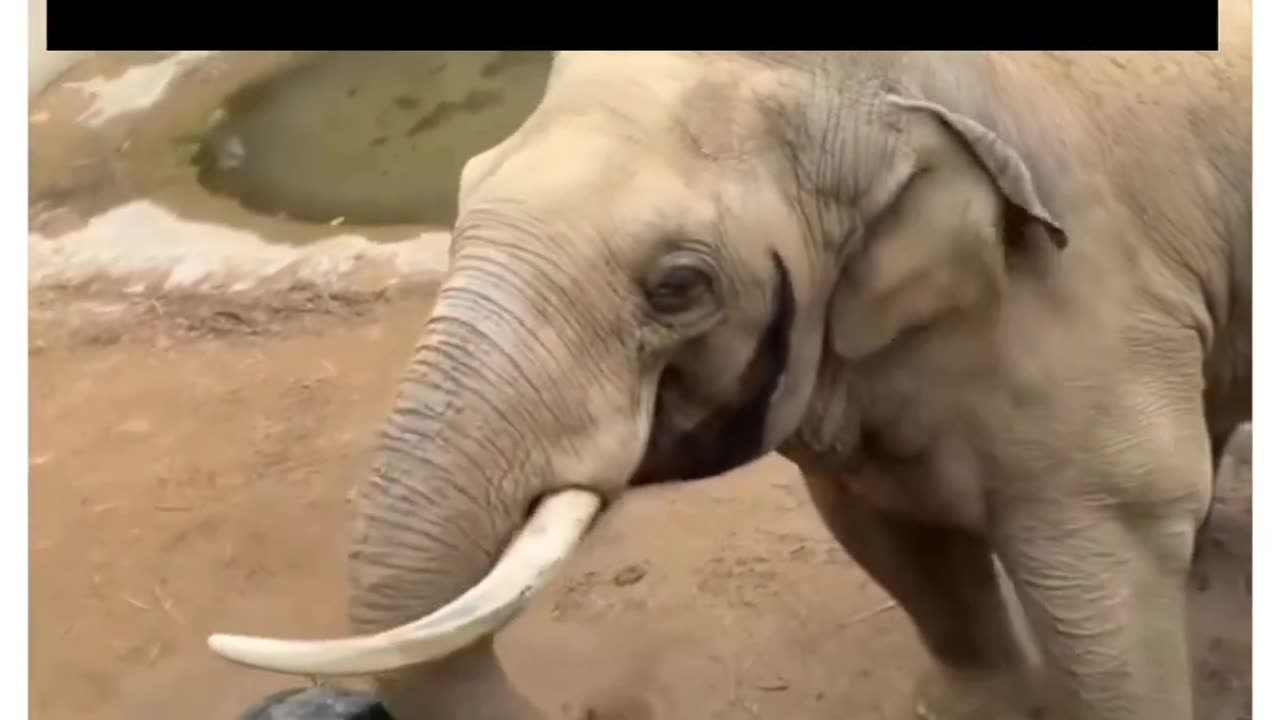 Intelligent elephant 🐘 helping child 🚸