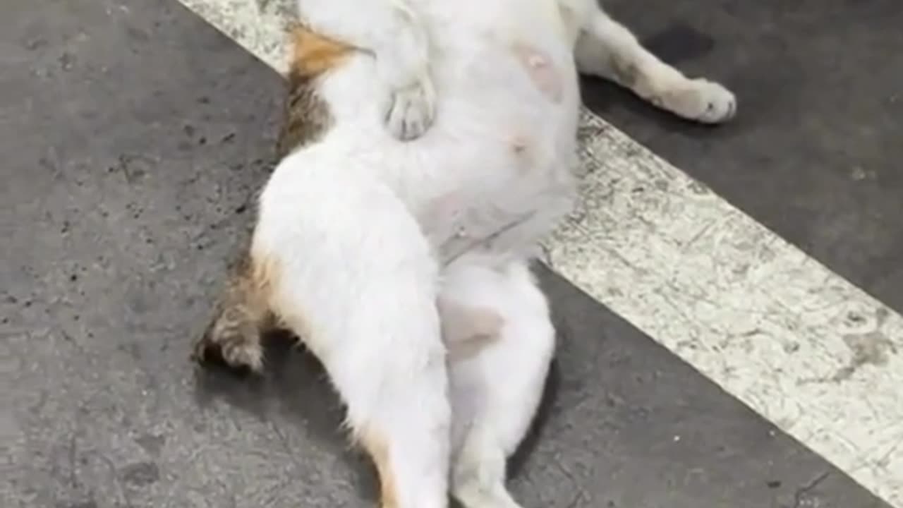 Catii khaste 🤣🤣🤣🤣