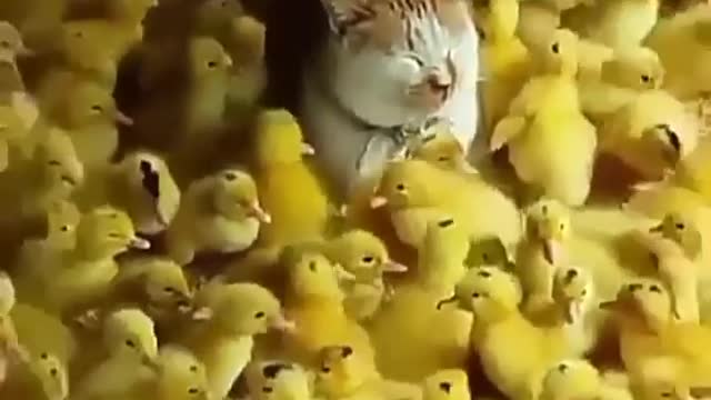 Cat Funny Videos...(i think he is vegetarian 😂😂❤️😂🔥) #catlove#love