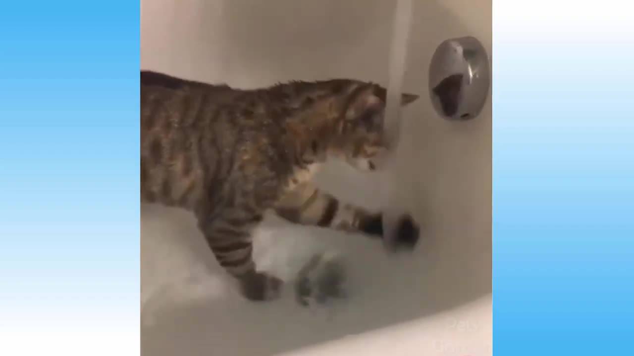 Funny pets.