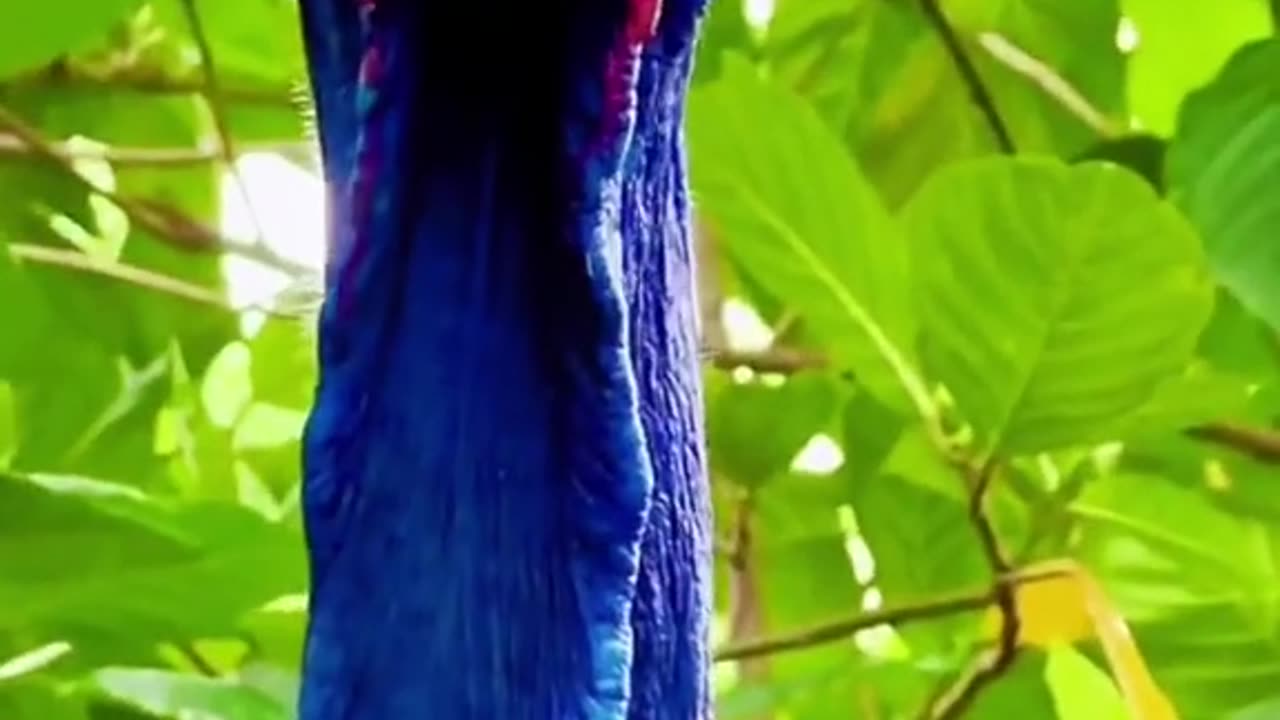 #bird