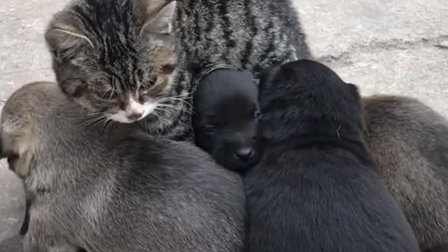 Maternal Love 💘 cats 🐈 and dogs 🐕