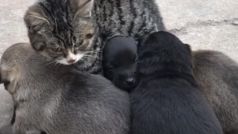 Maternal Love 💘 cats 🐈 and dogs 🐕