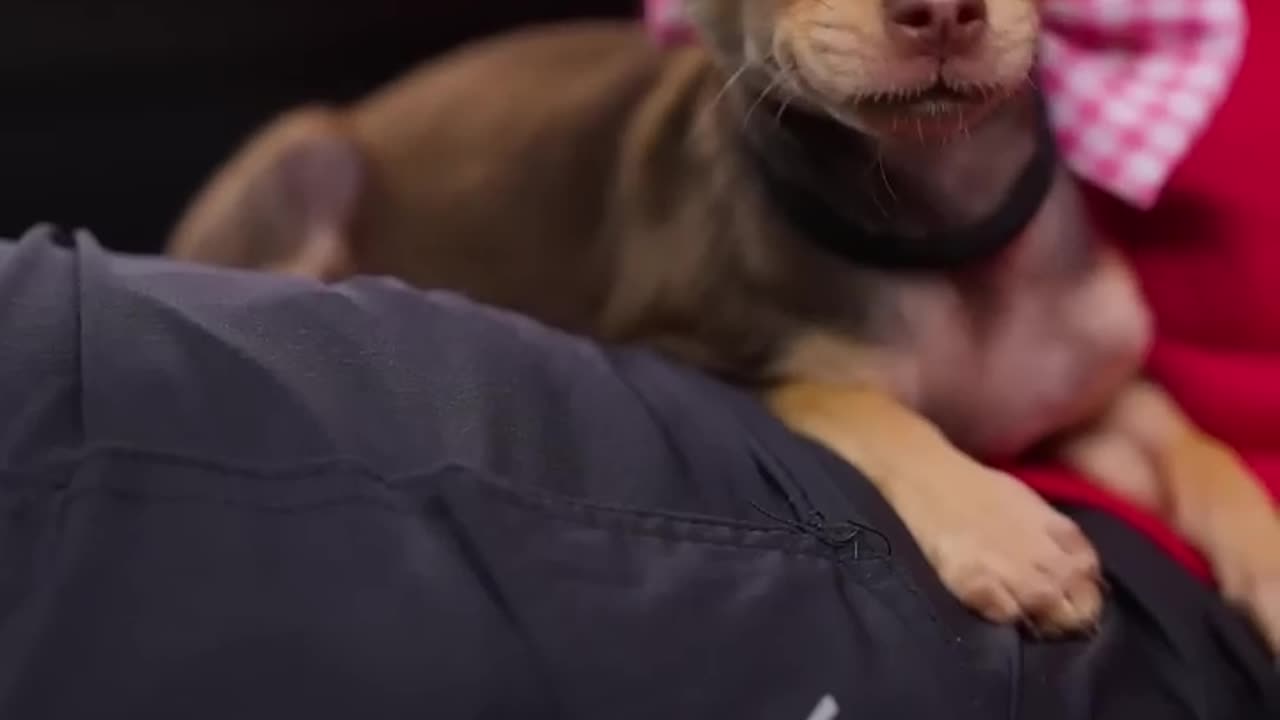 I found a dog outside my gym