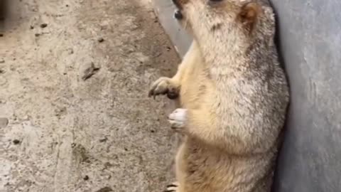 Funny animals videos