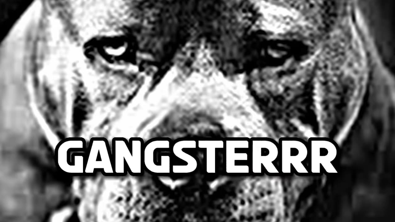 pit bull