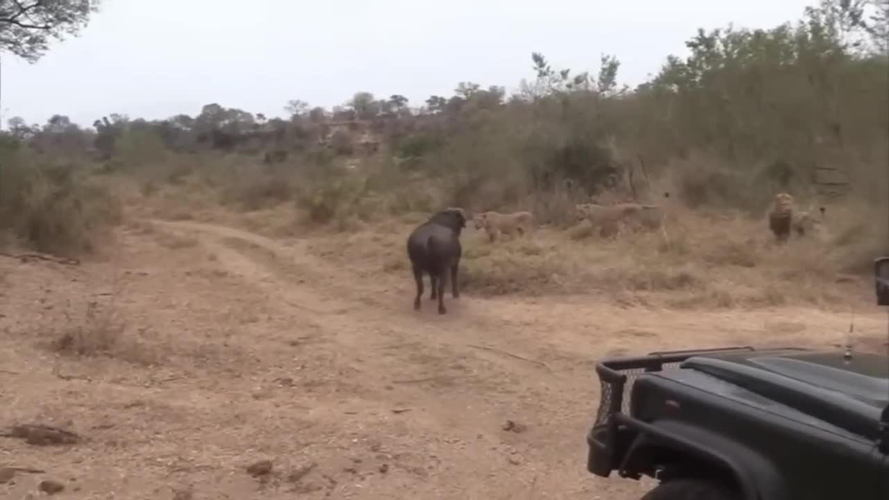 Lion vs Buffalo fight to Death | Wild Animals