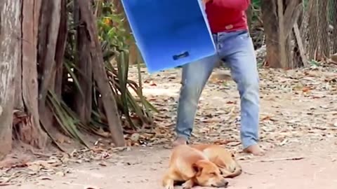 Troll Prank Dog Funny & fake Lion and Fake Tiger Prank To dog & Huge Box Prank to dog