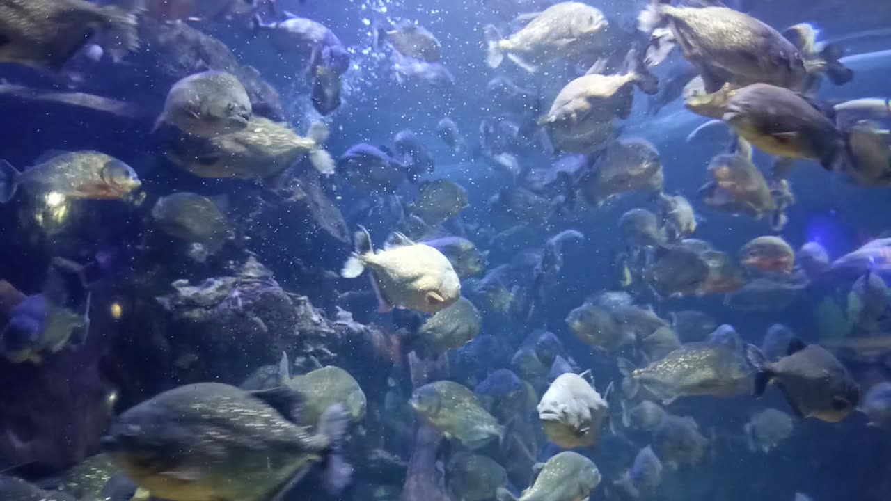 A bunch of Piranhas at Seaworld