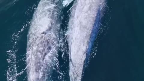 These two whales in love is the most wholesome thing you will sea today!