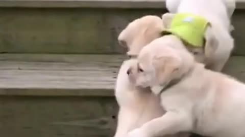 Beautiful puppies