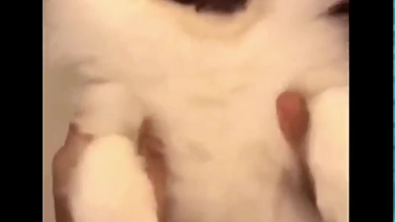 Funny video animals video2023 best video 2023 pets cuye cats very funny