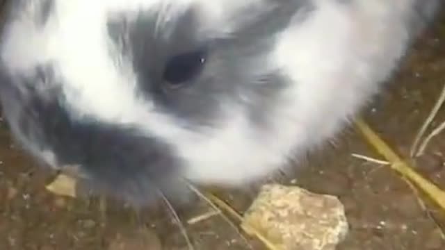 The rabbit😂😂😂😂😂😂😂😂😂😂