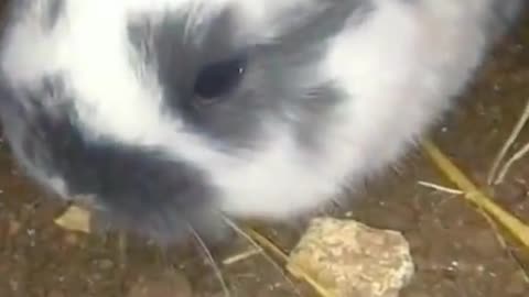 The rabbit😂😂😂😂😂😂😂😂😂😂