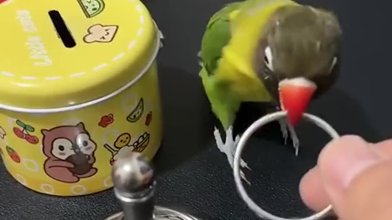 Very Cute Parrot 😁😁 Funny Video 😜 Please Like 🙏🏻