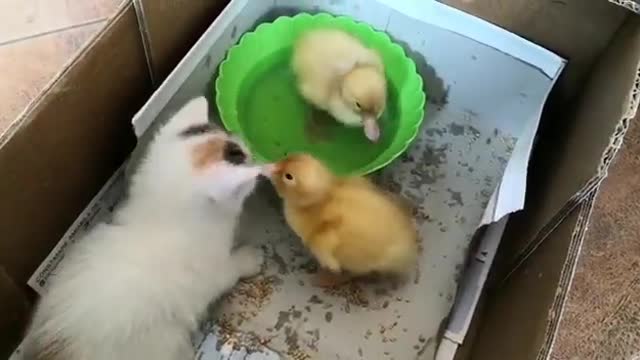 Ducklings get unexpected visit from kitten, instantly become friends