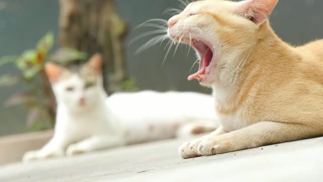 two cats sit on the floor