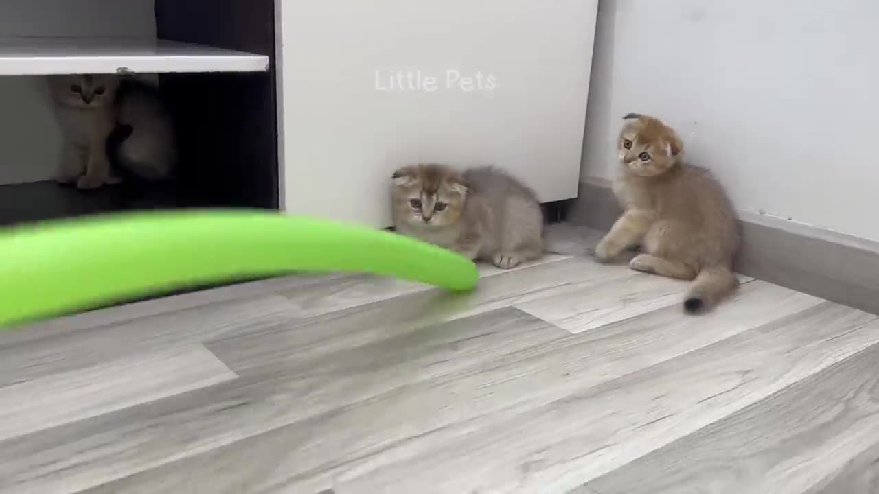 Cat and dog funny content