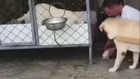 Dog and mama