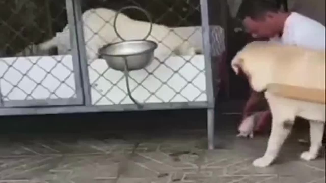 Dog and mama