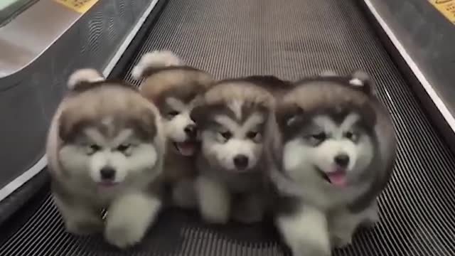 Funniest Cats and Dogs 🐱🐶 Part 66