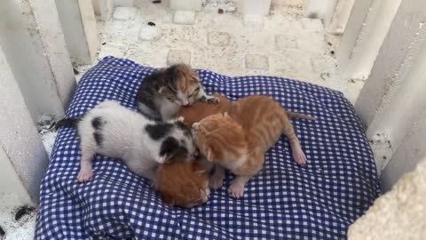 Incredibly cute little kittens are waiting for the mother cat to arrive