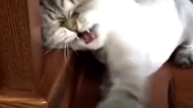 I was afraid of the catr