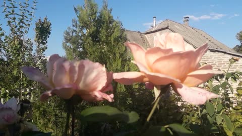 Roses in the Garden