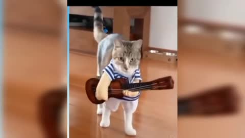 😍😍 Cute cat dance video 😍😍