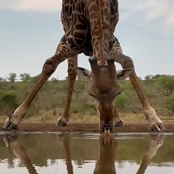 Have you ever seen a giraffe drink water?
