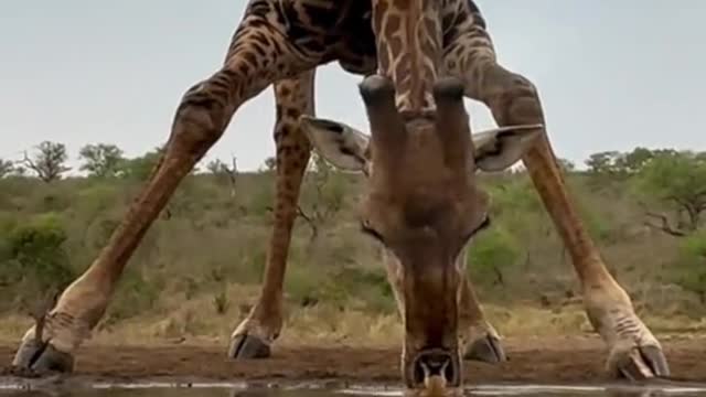 Have you ever seen a giraffe drink water?