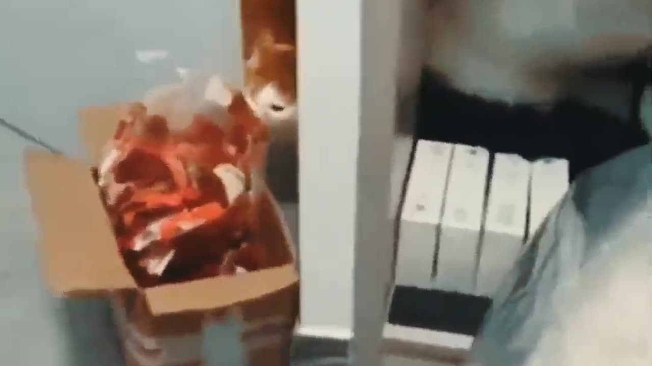 Cat gun video π·,πΊπΈ