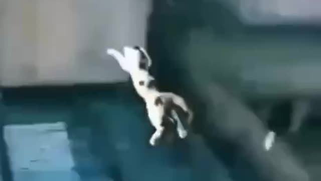 Cats can be amazing creatures