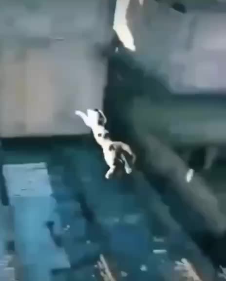 Cats can be amazing creatures