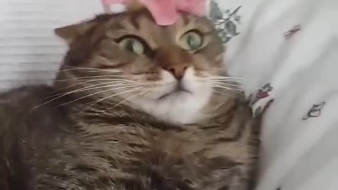 Cat Can't Handle Flower