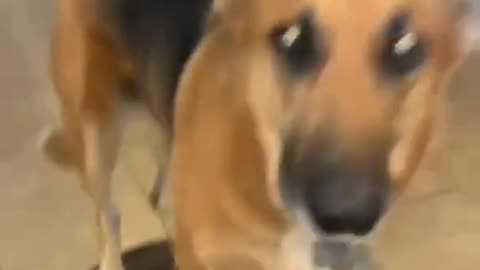 Dog funny moments 😂