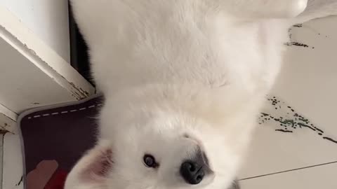 Another day of confession Samoyed jam