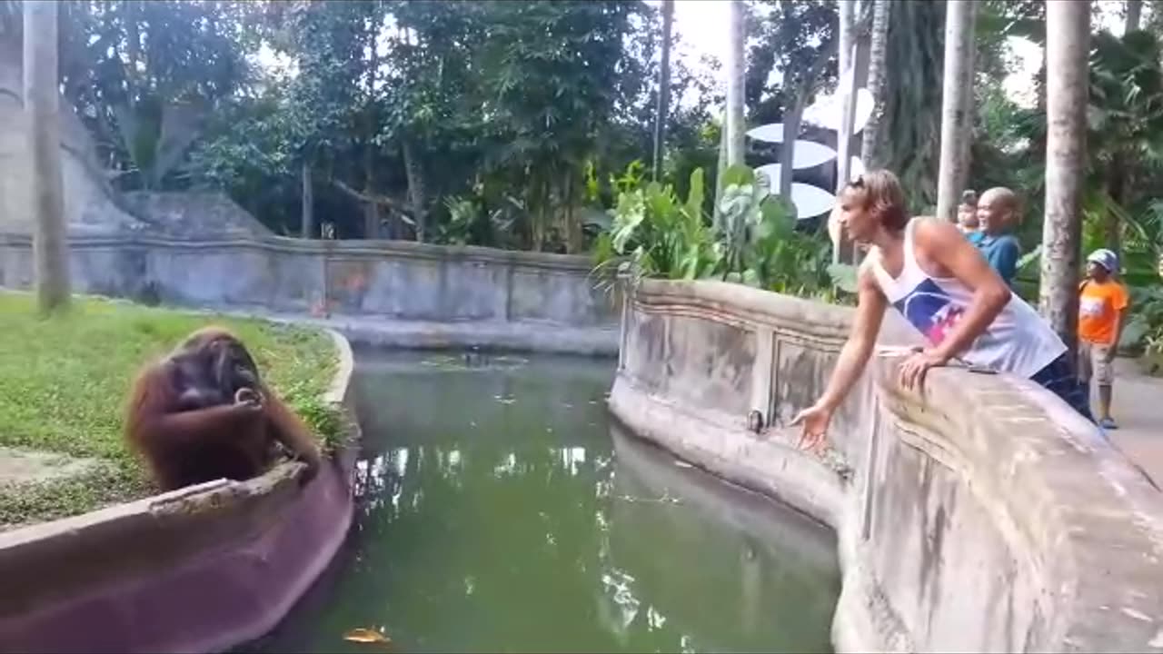 Intelligent Orangutan Makes a Fair Trade With Human