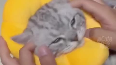 Funny cat videos 😂😅😂😂