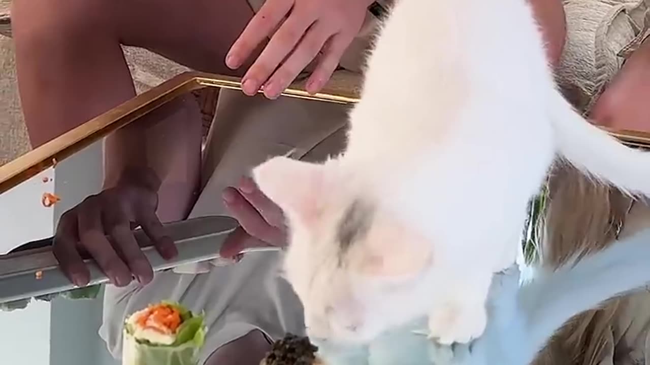 Feeding A cat