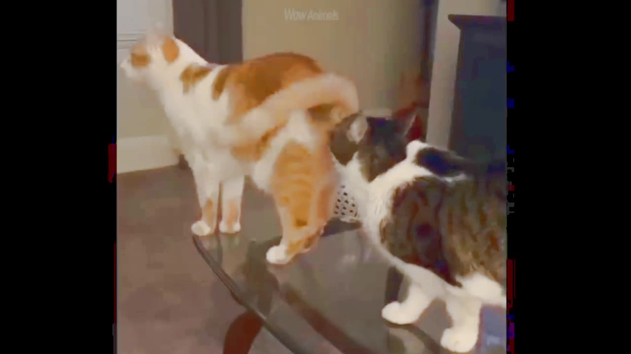 Funniest Dogs And Cats - Best Of The 2023