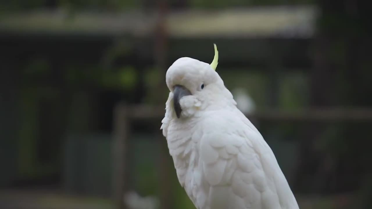 Beautiful Birds, Only Animals, and Calming Music