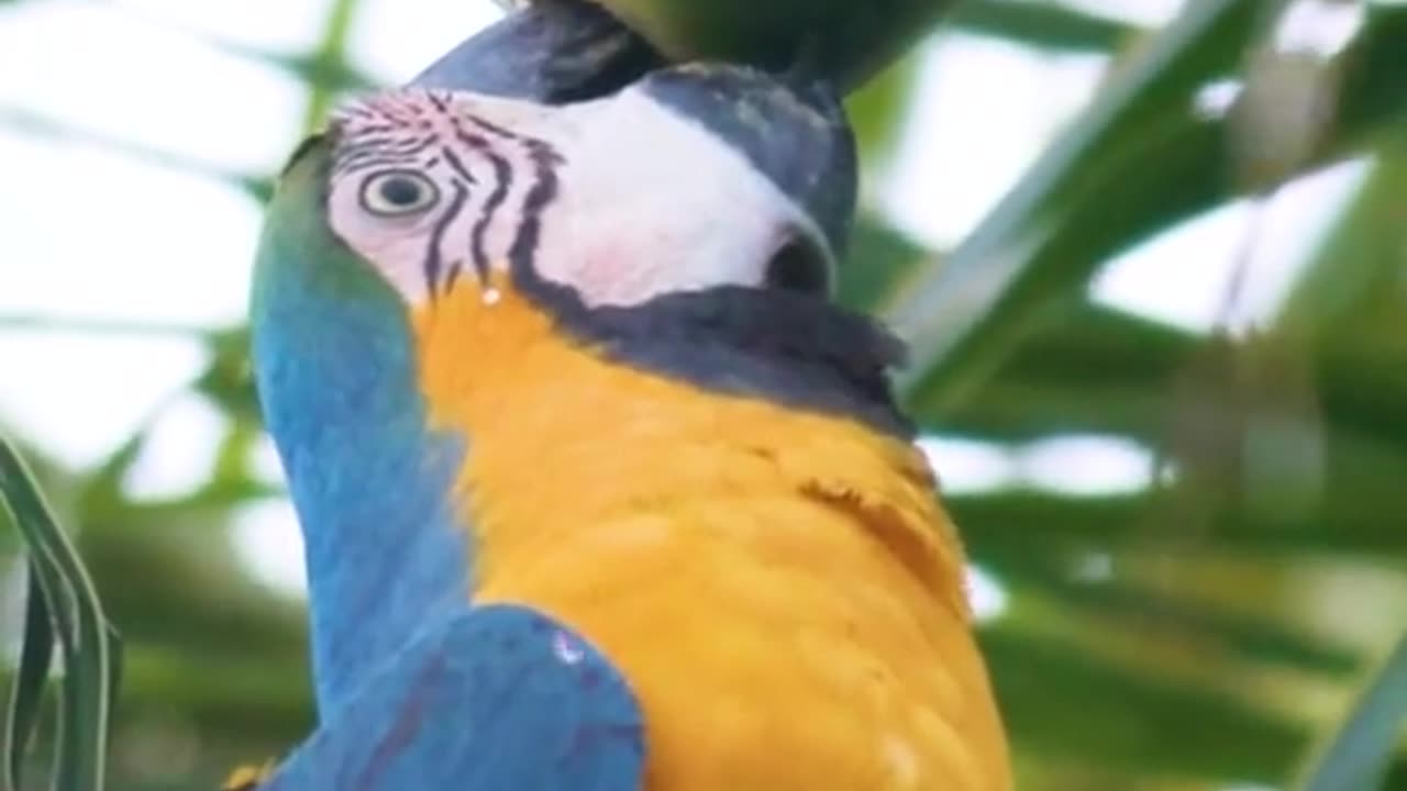 Parrot drinking coconut water