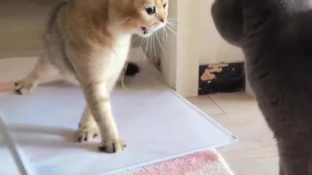 Funny cat, challenging cat, beautiful cat video