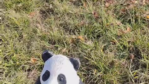This panda looks very lifelike