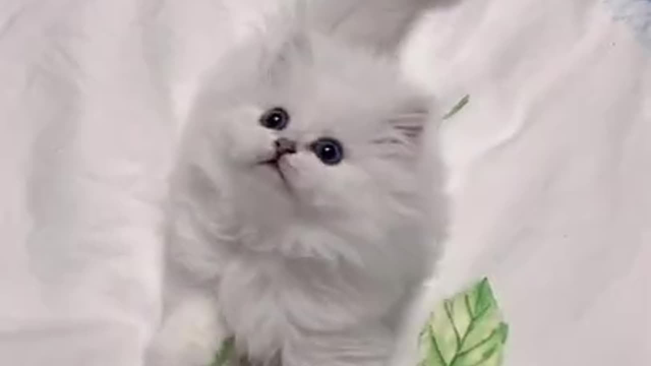 Aww Cute Cats tutorial & Meowing Meow Kittens & Funny Meow Cat #Shorts #catmeow 262