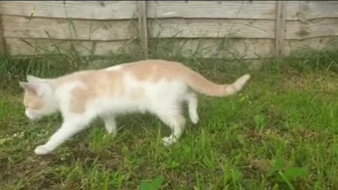 Funny cat funny moment...😺😺😺😺😽😽😽😽😚😚😘😘😘😘