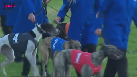 Greyhound dog racing - Track race 480m