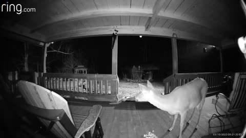 Deer 🦌 NW NC at The Treehouse🌳Lady stops for an snack and a kiss Coyotes are calming down #ringtv