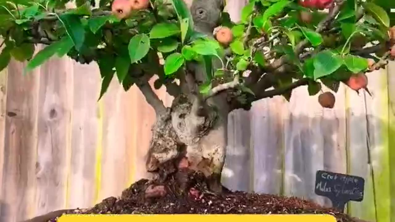 20 year old apple bonsai tree 🌱🌱🌱||